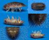 Porcellio scaber